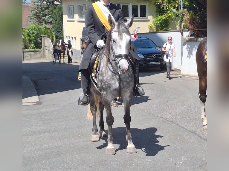 Klein Duits rijpaard Mix Merrie 6 Jaar 150 cm Appelschimmel in Argenbühl