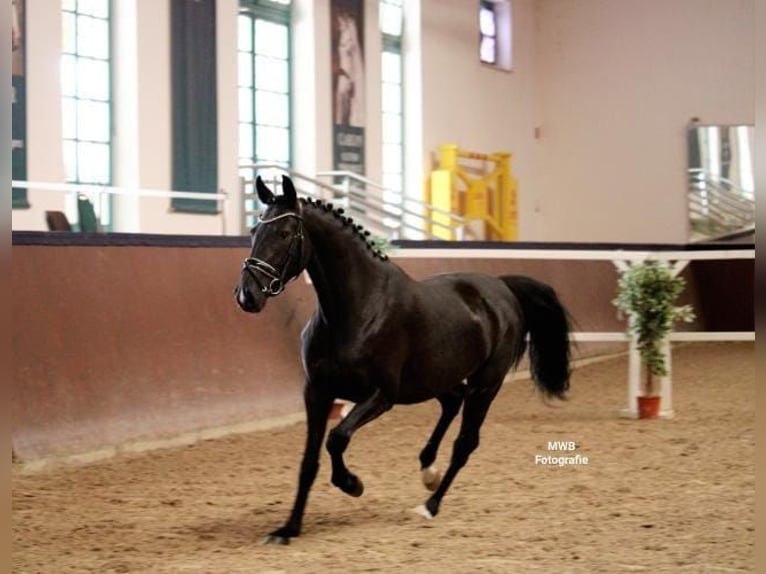 Klein Duits rijpaard Merrie 6 Jaar 161 cm Zwart in Pampow