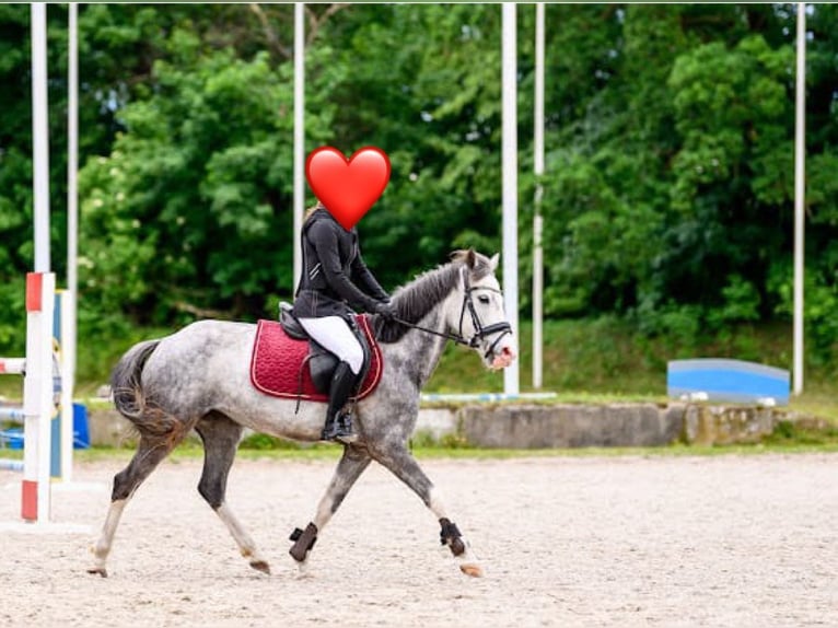 Klein Duits rijpaard Merrie 7 Jaar 140 cm Schimmel in Wroc&#x142;aw