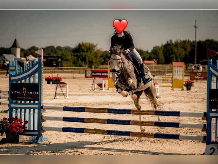 Klein Duits rijpaard Merrie 7 Jaar 140 cm Schimmel in Wroc&#x142;aw