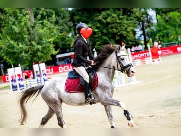 Klein Duits rijpaard Merrie 7 Jaar 140 cm Schimmel in Wroc&#x142;aw