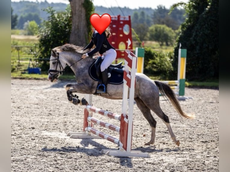 Klein Duits rijpaard Merrie 7 Jaar 140 cm Schimmel in Wroc&#x142;aw