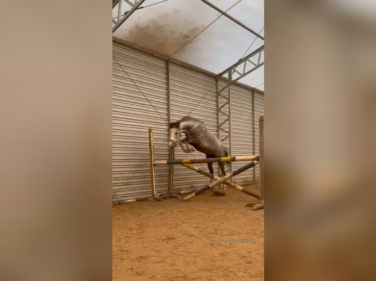 Klein Duits rijpaard Merrie 7 Jaar 140 cm Schimmel in Wroc&#x142;aw
