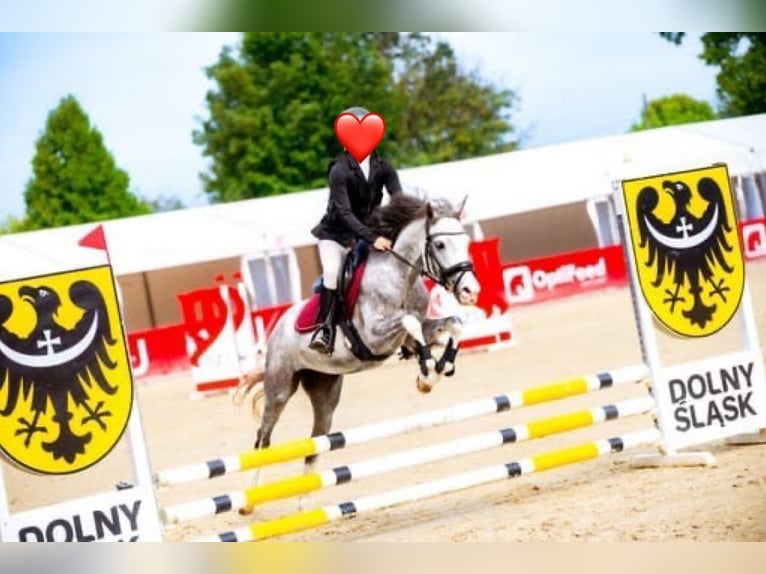 Klein Duits rijpaard Merrie 7 Jaar 140 cm Schimmel in Wroc&#x142;aw