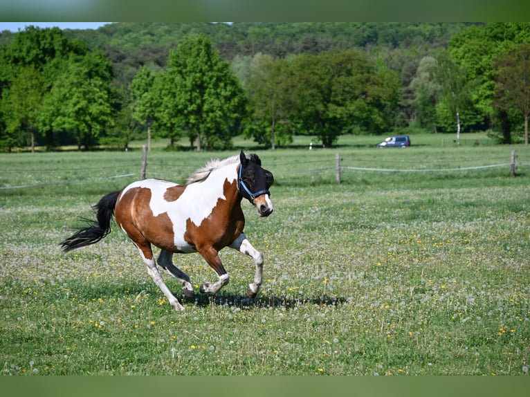 Klein Duits rijpaard Merrie 7 Jaar 157 cm Gevlekt-paard in Leopoldsh&#xF6;he