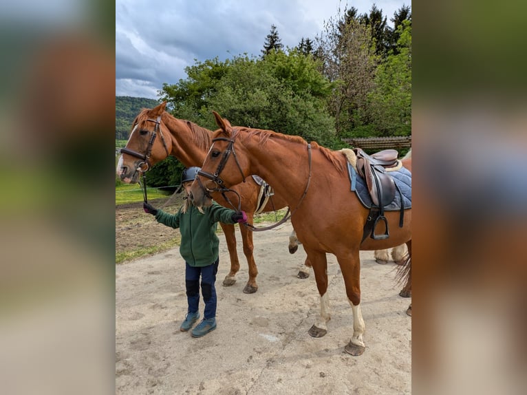 Klein Duits rijpaard Mix Merrie 8 Jaar 160 cm Vos in Balingen