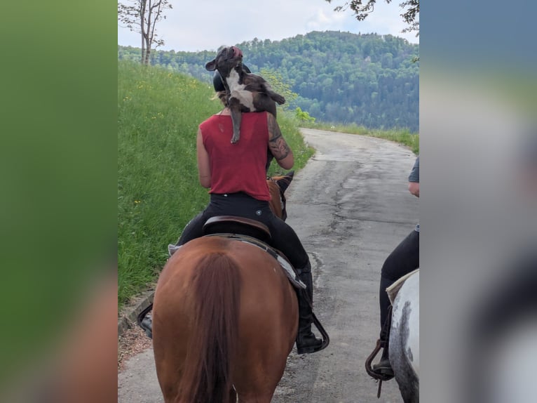 Klein Duits rijpaard Mix Merrie 8 Jaar 160 cm Vos in Balingen