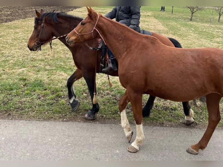 Klein Duits rijpaard Mix Merrie 8 Jaar 160 cm Vos in Balingen