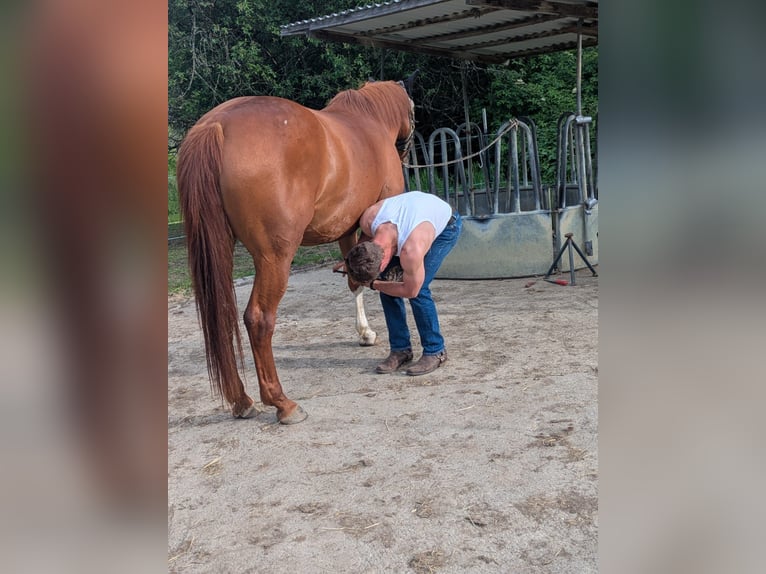 Klein Duits rijpaard Mix Merrie 8 Jaar 160 cm Vos in Balingen