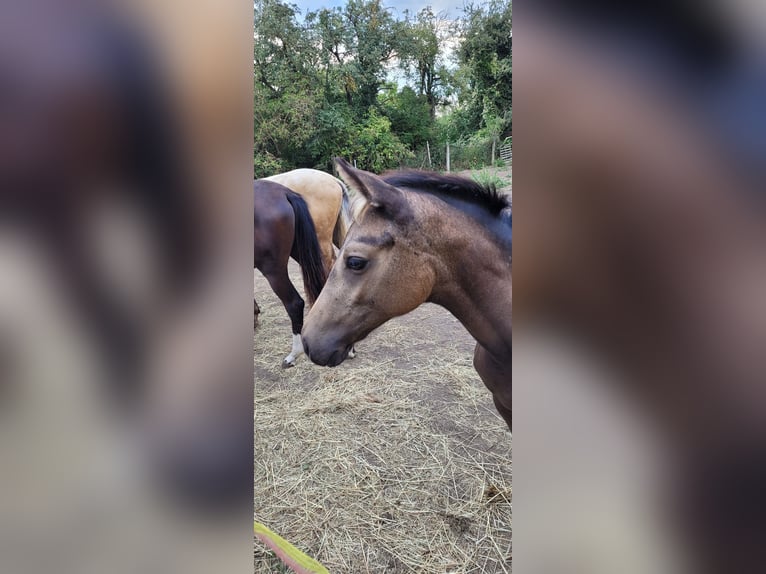 Klein Duits rijpaard Merrie Veulen (04/2025) 136 cm Buckskin in Wanzleben