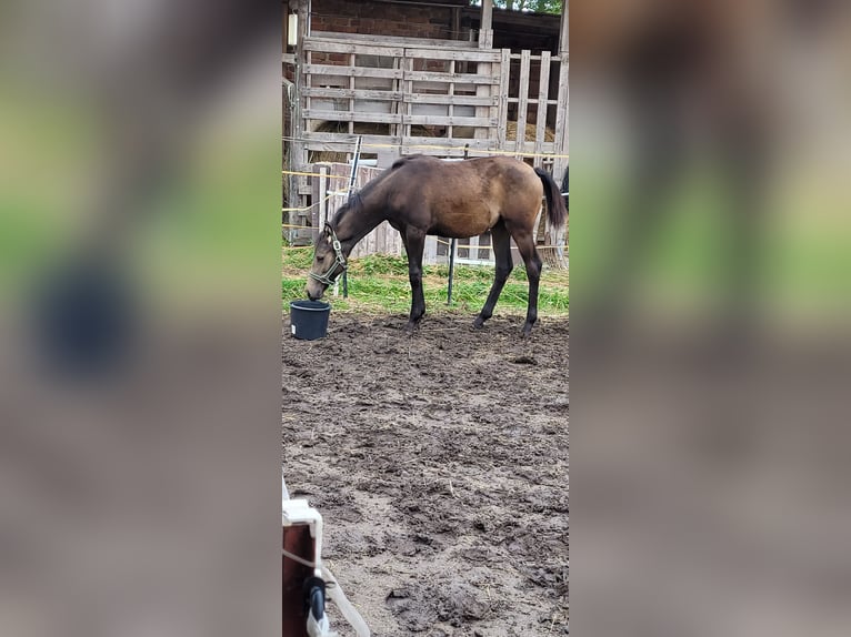 Klein Duits rijpaard Merrie Veulen (04/2025) 136 cm Buckskin in Wanzleben