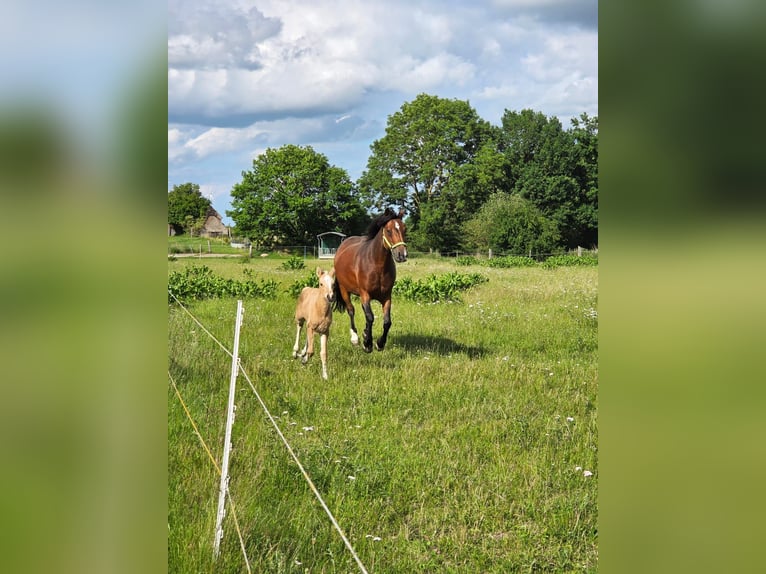 Klein Duits rijpaard Mix Merrie Veulen (06/2025) 150 cm Buckskin in Rehna