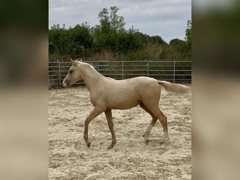 Klein Duits rijpaard Merrie Veulen (02/2025) 159 cm Palomino in Grevenbroich