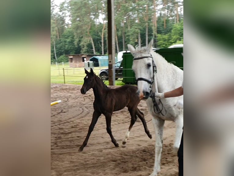 Klein Duits rijpaard Merrie Veulen (04/2025) 162 cm Zwartschimmel in Lankau