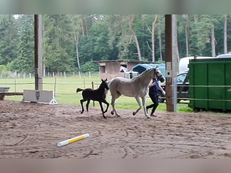 Klein Duits rijpaard Merrie Veulen (04/2025) 162 cm Zwartschimmel in Lankau