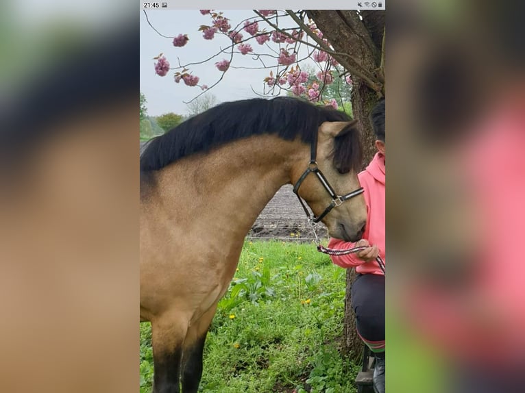 Klein Duits rijpaard Ruin 11 Jaar 115 cm Buckskin in Lentföhrden