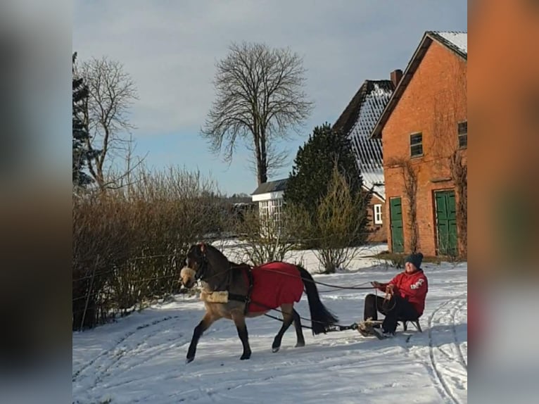 Klein Duits rijpaard Ruin 11 Jaar 115 cm Buckskin in Lentföhrden
