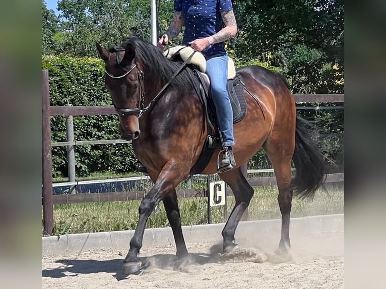 Klein Duits rijpaard Ruin 11 Jaar 161 cm Donkerbruin in Norderstedt