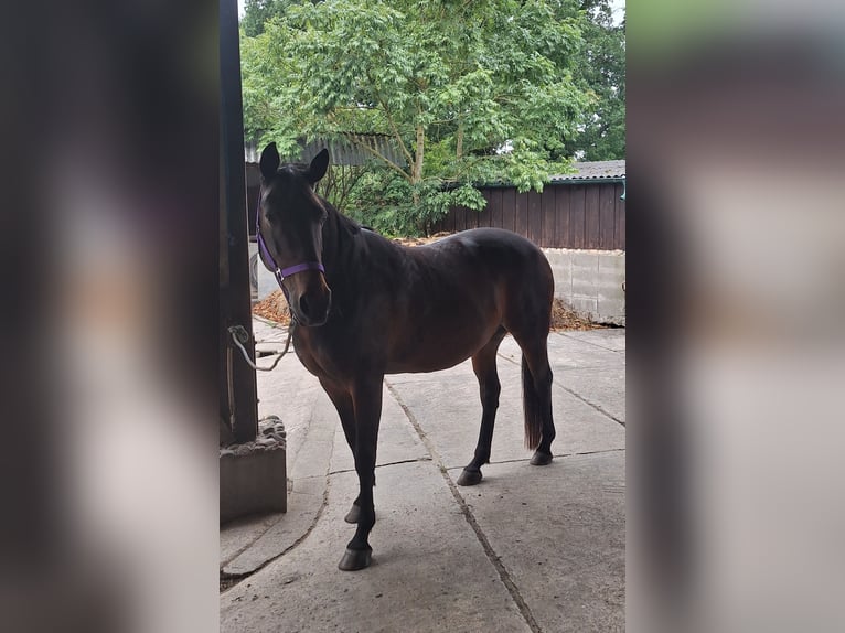 Klein Duits rijpaard Ruin 11 Jaar 161 cm Donkerbruin in Norderstedt