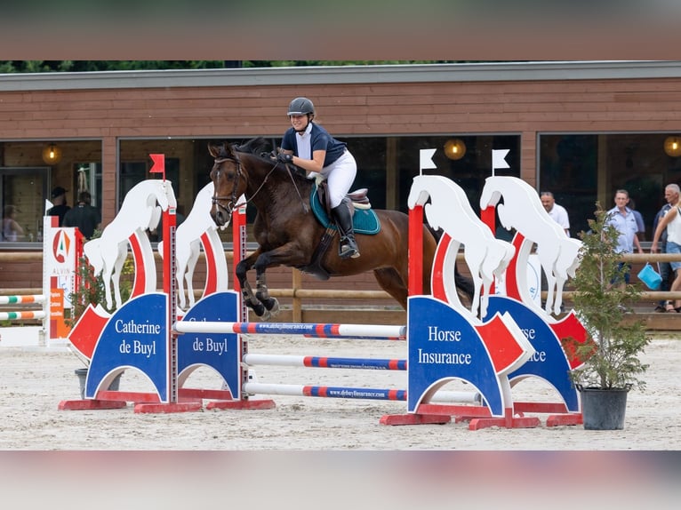 Klein Duits rijpaard Ruin 13 Jaar 160 cm Bruin in Baudour