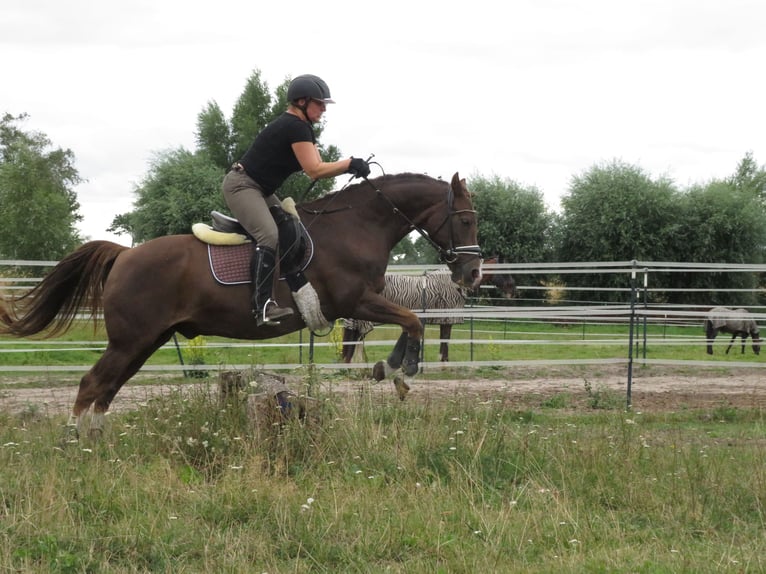 Klein Duits rijpaard Ruin 18 Jaar 148 cm Donkere-vos in Rubkow