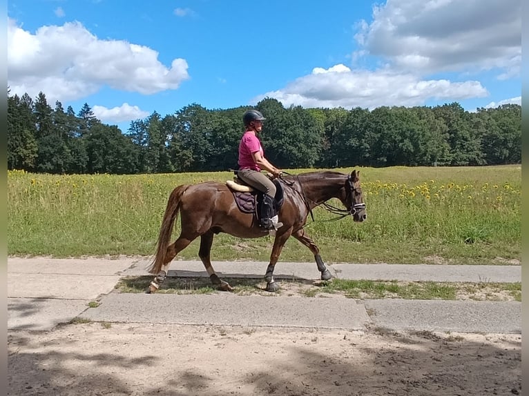 Klein Duits rijpaard Ruin 18 Jaar 148 cm Donkere-vos in Rubkow