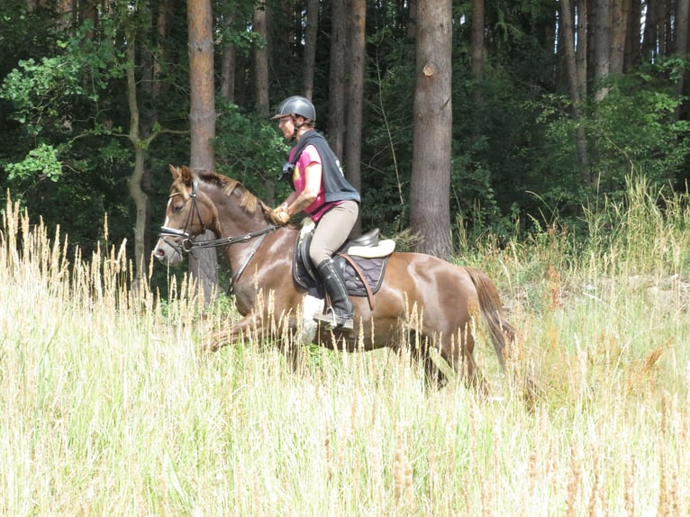 Klein Duits rijpaard Ruin 18 Jaar 148 cm Donkere-vos in Rubkow