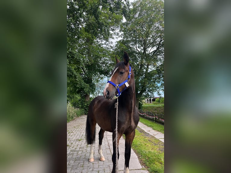 Klein Duits rijpaard Ruin 2 Jaar 150 cm Zwart in Wentorf