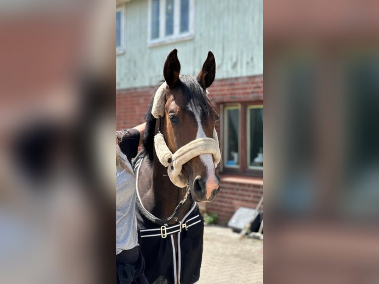 Klein Duits rijpaard Ruin 2 Jaar 150 cm Zwart in Wentorf