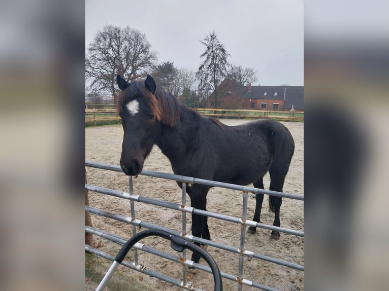 Klein Duits rijpaard Mix Ruin 2 Jaar 150 cm Zwart in Südbrookmerland Victorbur