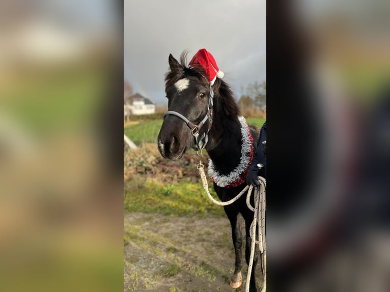 Klein Duits rijpaard Mix Ruin 2 Jaar 150 cm Zwart in Südbrookmerland Victorbur