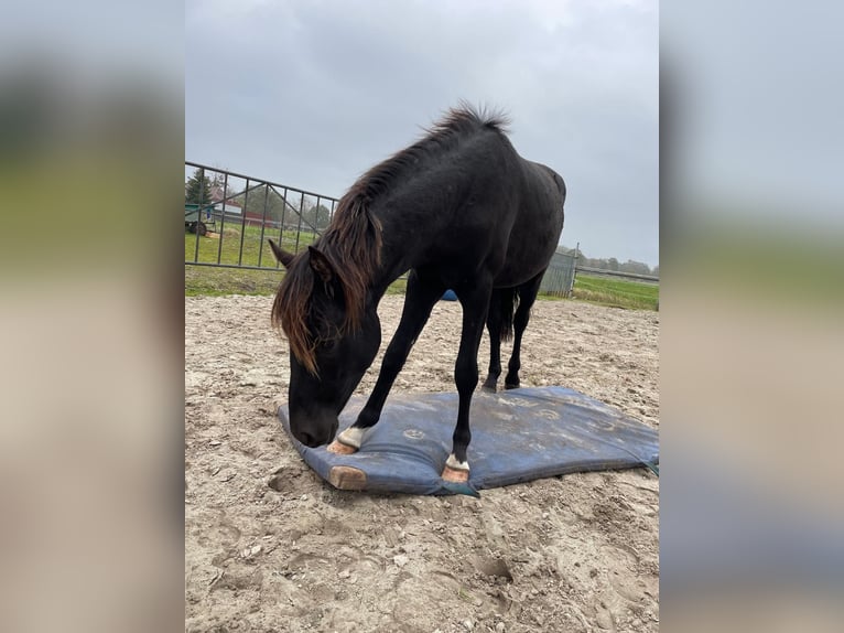 Klein Duits rijpaard Mix Ruin 2 Jaar 150 cm Zwart in Südbrookmerland Victorbur