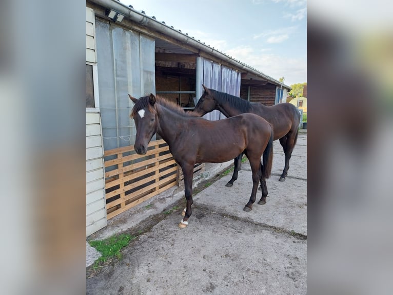 Klein Duits rijpaard Mix Ruin 2 Jaar 150 cm Zwart in Südbrookmerland Victorbur