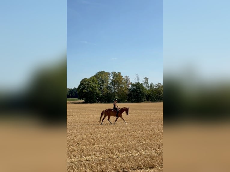 Klein Duits rijpaard Ruin 3 Jaar 154 cm Vos in Castrop-rauxel