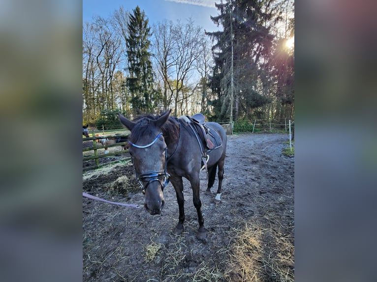 Klein Duits rijpaard Ruin 3 Jaar 160 cm Zwart in Ganderkesee