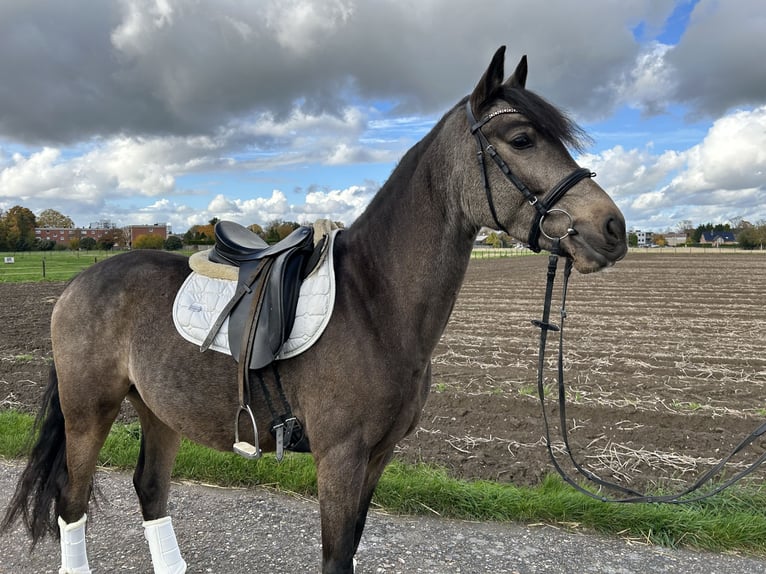 Klein Duits rijpaard Ruin 4 Jaar 153 cm Buckskin in Grevenbroich