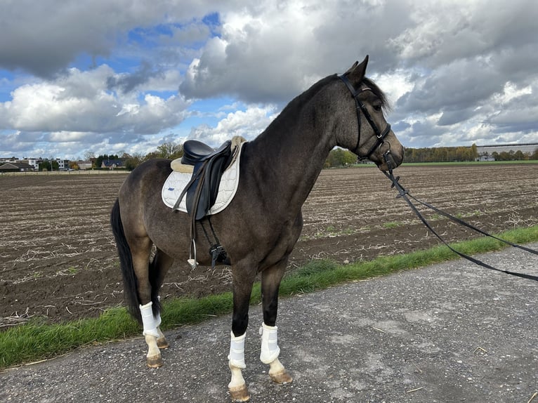 Klein Duits rijpaard Ruin 4 Jaar 153 cm Buckskin in Grevenbroich
