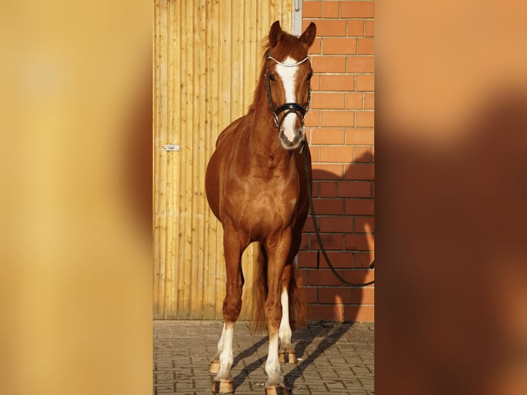 Klein Duits rijpaard Ruin 4 Jaar 158 cm Vos in Bliedersdorf