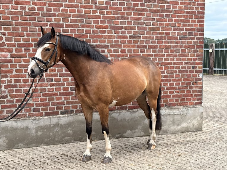Klein Duits rijpaard Ruin 5 Jaar 146 cm Bruin in Bocholt