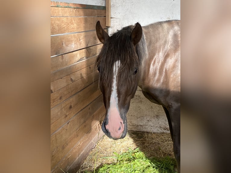 Klein Duits rijpaard Ruin 5 Jaar 150 cm Donkere-vos in Herzberg