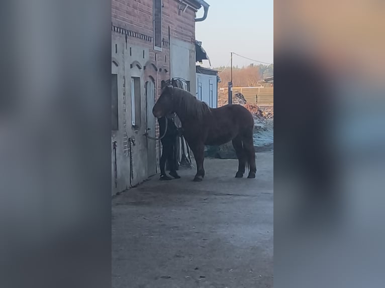 Klein Duits rijpaard Ruin 6 Jaar 165 cm Bruin in Wiesengrund