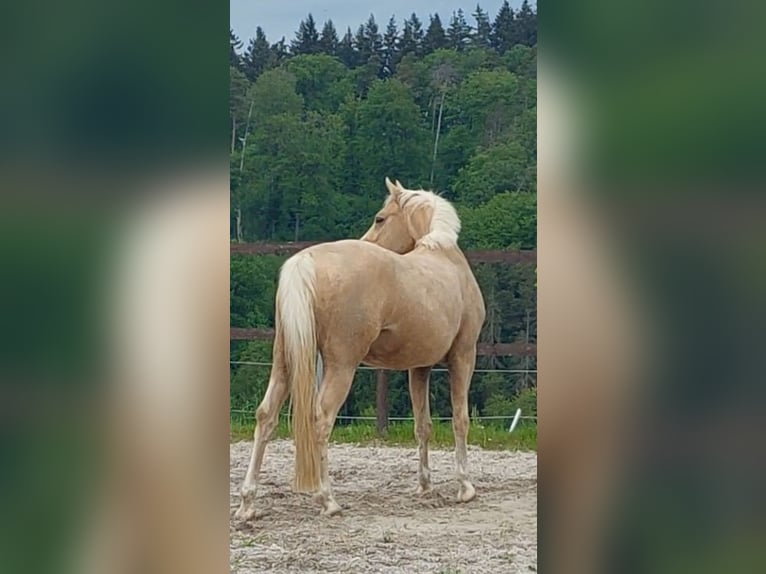 Klein Duits rijpaard Ruin 7 Jaar 155 cm Palomino in Horhausen