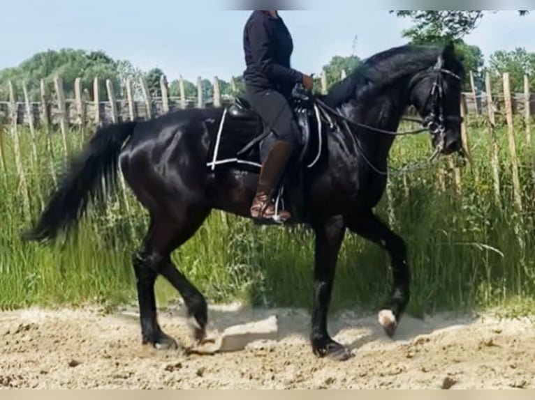 Klein Duits rijpaard Ruin 9 Jaar 162 cm Zwart in Aachen
