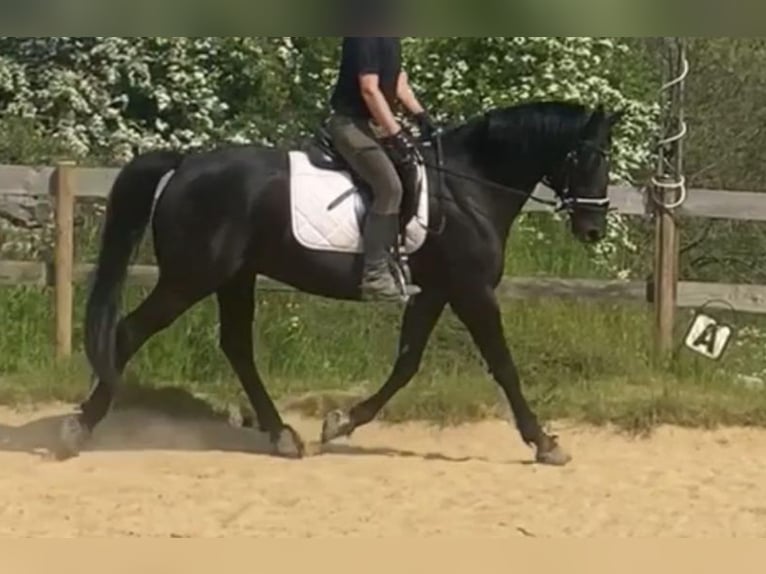 Klein Duits rijpaard Ruin 9 Jaar 162 cm Zwart in Aachen