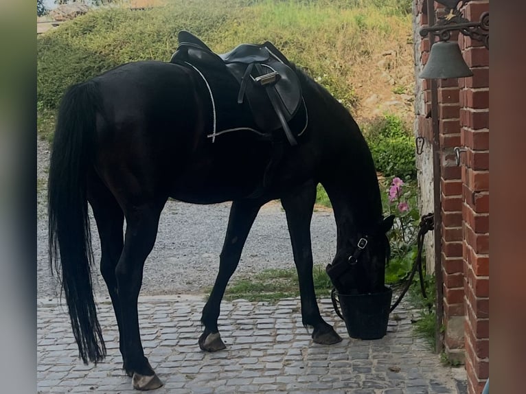 Klein Duits rijpaard Ruin 9 Jaar 162 cm Zwart in Aachen
