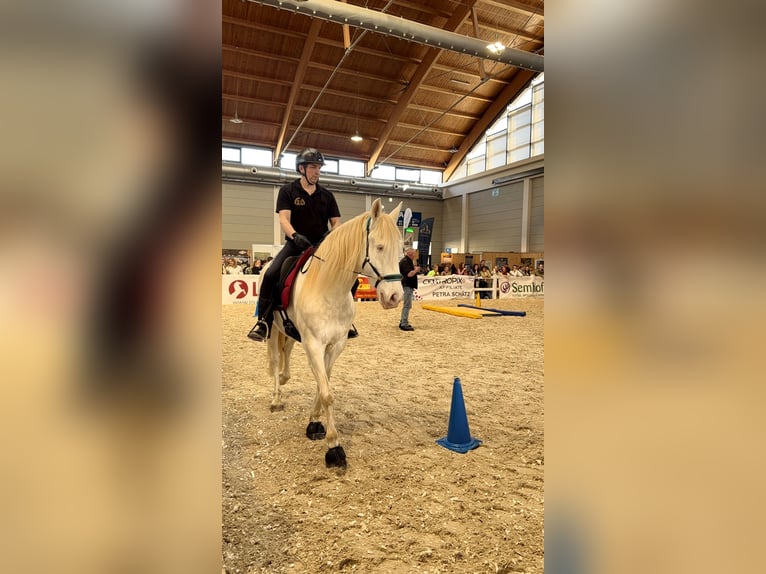 Beritt, Ausbildung Pferd&Reiter, Berittplatz, Pferdeausbildung, Jungpferdeausbildung, Aufbautrainig