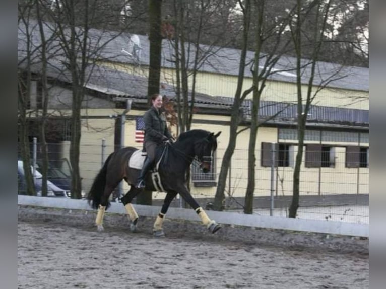 Beritt, Ausbildung und Vermarktung von Dressurpferden / Ponys