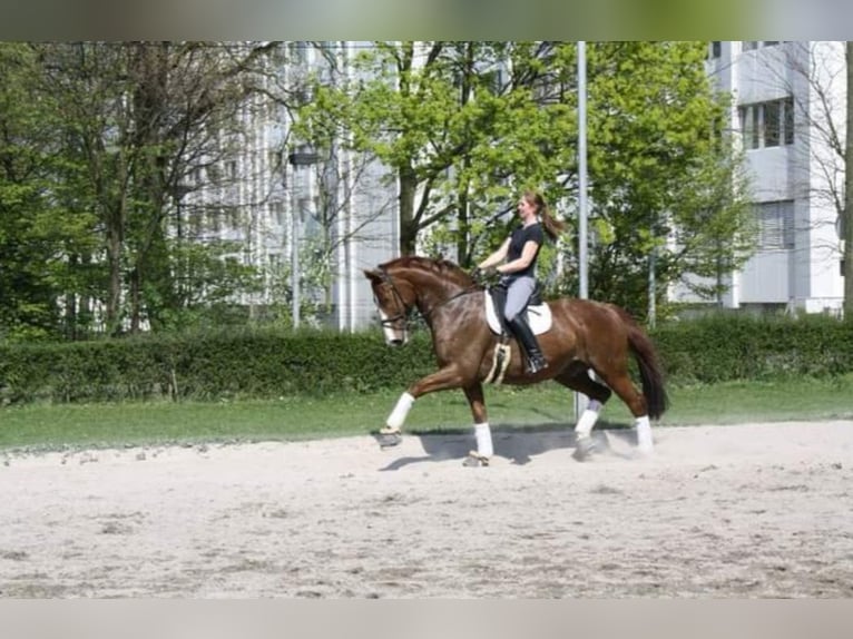 Beritt, Ausbildung und Vermarktung von Dressurpferden / Ponys