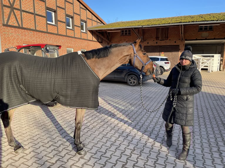 Beritt / Turniervorstellung / Vermittlung / Verkauf