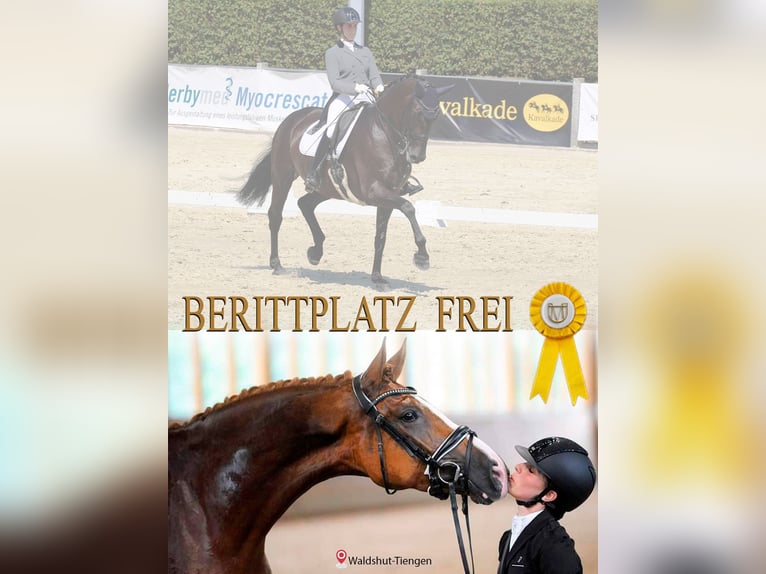 ‼️ BERITTPLATZ FREI ‼️